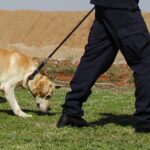 police-dog-g9a66f76a8_1280