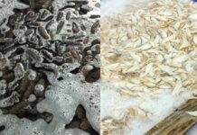 죽음 부르는 흰가루…중국이 해삼·전복 세척하는 충격적인 방법