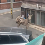 화면-캡처-2023-03-23-191444