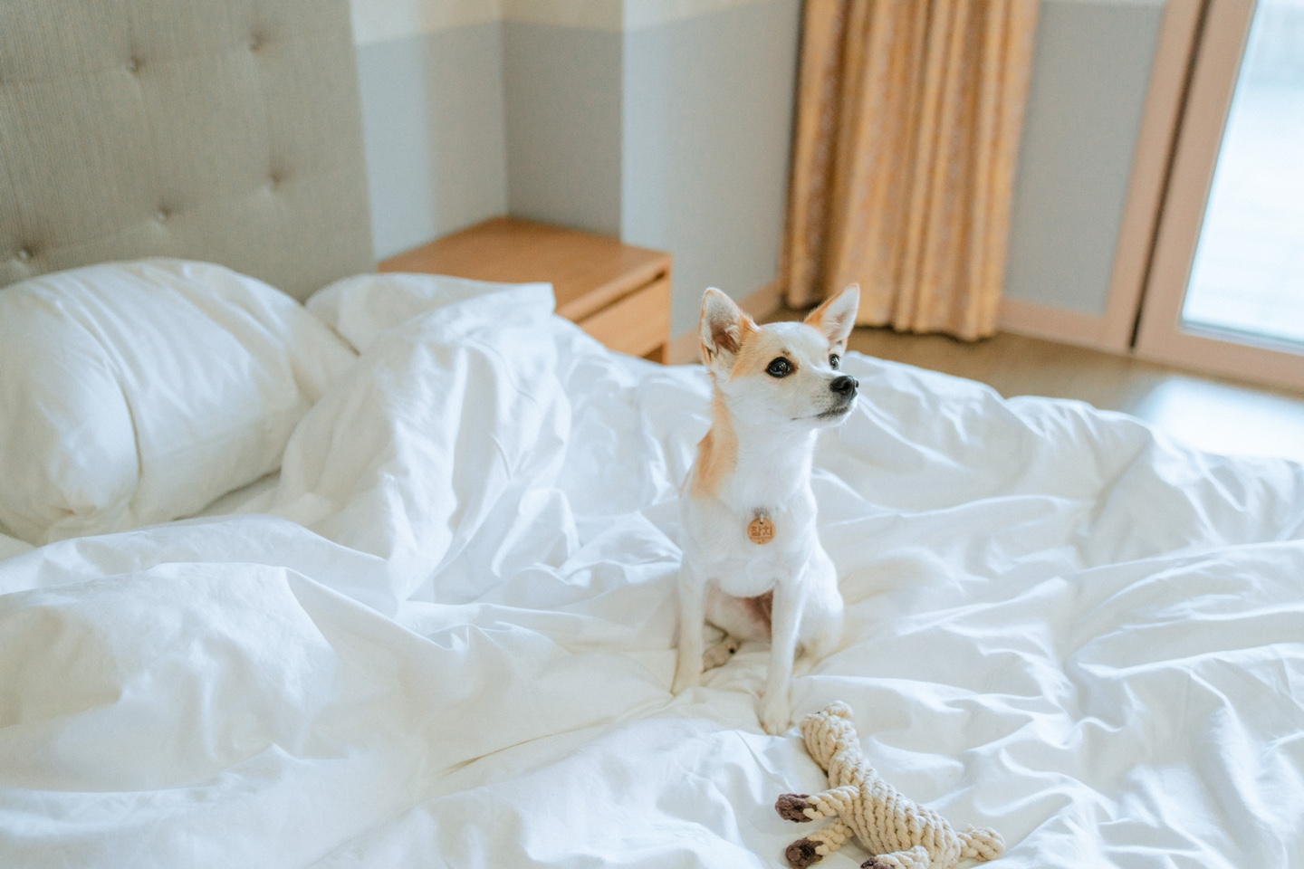 하이원리조트, 반려견 축제‘댕댕트레킹 2023’개최 하이원리조트 펫클럽객실-터보뉴스