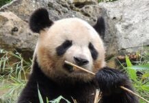 푸바오 신랑이 거지왕자? 유력 남편 후보라는 6살 수컷 사진 판다 위안멍