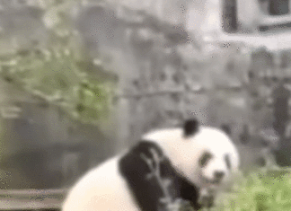 아이바오 폭행했던 그곳, 딸 푸바오가 간다? 또 나온 학대 영상 사육사가 판다 린빙의 머리 위로 대나무를 던지는 모습