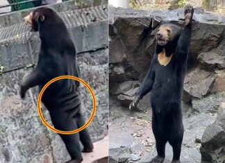 엉덩이 주름에, 손인사까지…동물원서 포착된 수상한 곰 정체 중국 항저우 동물원 말레이곰
