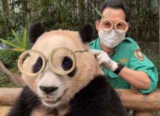 “눈물났다” 보는 사람마저 감동케 한 ‘송바오’ 송영관 사육사 미담 송영관 사육사와 푸바오