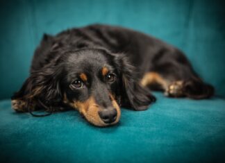 개들만 걸리던 ‘불임 유발’ 박테리아, 사람도 감염시켰다 강아지