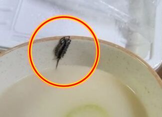 배달 국밥서 나온 대왕 돈벌레, 점주가 억울한 이유 배달 국밥 돈벌레