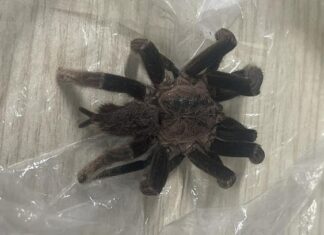 한국인 많이 가는 푸꾸옥 리조트서 사람 공격한 초대형 독거미 초대형 거미