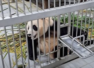 이별 예감한 듯한 푸바오 행동…낯가리고 채혈도 거부 푸바오