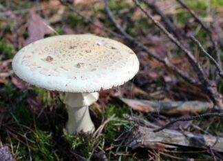 전 시부모에게 독버섯 요리 만들어 먹인 며느리 버섯