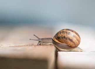“예랑이 키우던 달팽이를 기름에 튀겼어요” 역대급 충격 사연 달팽이
