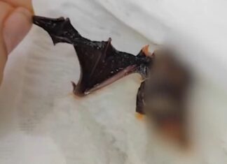 마라탕에서 박쥐가…젓가락으로 당기니 쫙 펴진 날개(영상) 마라탕 박쥐