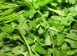 냄새도 못 맡겠던데….’고수’ 몸에 좋다고?? 고수 잎과 줄기