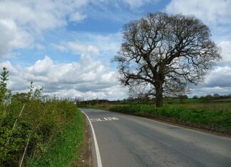 길거리에 흔한 OO나무 운전하다 차로치면 800만원?