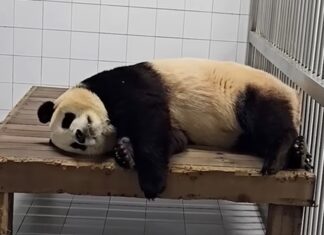 푸바오 반환 일정 다 정해졌다…최종 도착지는 쓰촨성 이곳 푸바오