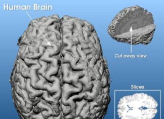뇌파와 유사한 초음파를 활용해 뇌질환 치료한다. 뇌파와 비슷한 초음파 활용 뇌질환 치료가능