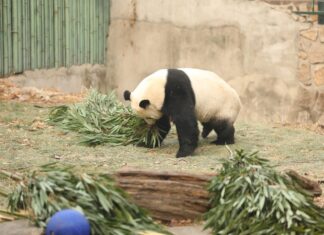 중국 판다기지 안에 ‘이것’ 냅다 던진 70대 여성의 최후 판다