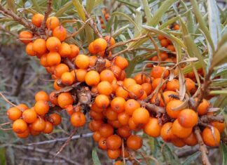 새롭게 떠오르는 슈퍼푸드 이 열매를 아시나요? 바다갈매나무열매