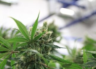 동남아 최대 관광명소 태국, 대마초 비합법화 재추진