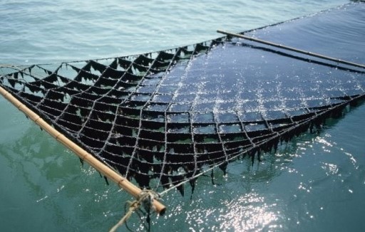 김 수출, 인삼의 3배에 육박…”국립김산업진흥원 설립 추진”