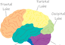 “통증과 쾌락은 한 뿌리”…IBS 뇌과학이미징연구단, ‘감정 예측 모델’ 개발