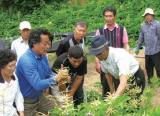 산나물 키워 연 2억 버는 산야초 달인… 최상근 뫼들산채 대표 최상근 명인이 산채 재배 기술을 전수하고 있다.