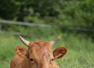 “사료값은 오르고, 고깃값은 떨어지고”… 한우농가 단체 행동에 나선다