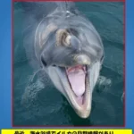converted_image