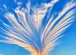 봉황이 하늘에서 춤추듯…10분 만에 사라진 희귀구름 사진