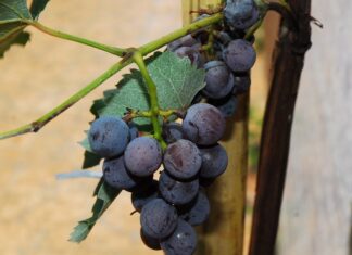 당뇨 예방에 특효약이라는 한국서 크는 ‘이 열매’ 머루