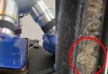 “먼지 진드기, 득실득실” 스마트폰, 현미경으로 확대하자 ‘경악’